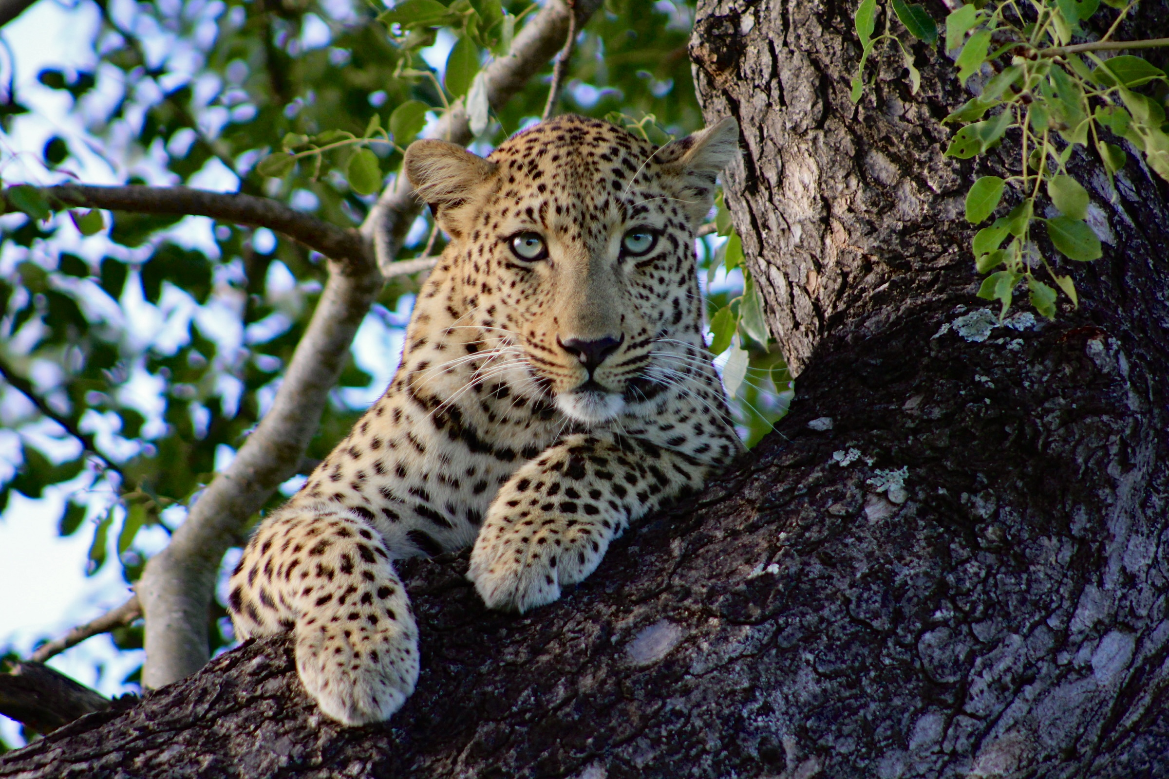 7 DAY ITINERARY FOR A SOUTH AFRICAN SAFARI