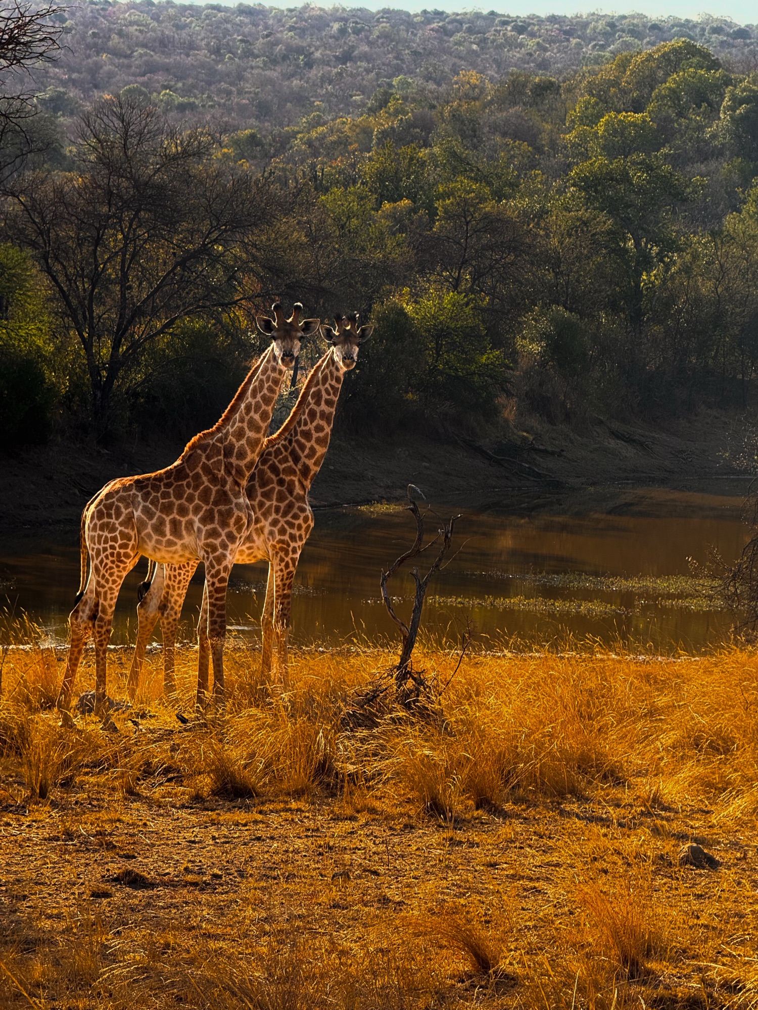 DISCOVER SUMMERPLACE GAME RESERVE: YOUR PERFECT OUTDOOR ESCAPE!